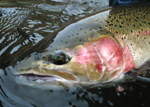 sandy river steelhead